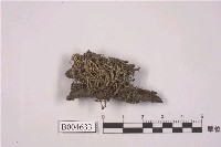 藏品(紅頭石蕊)的圖片